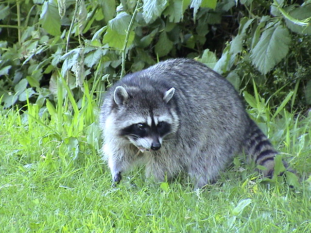 アライグマの全景