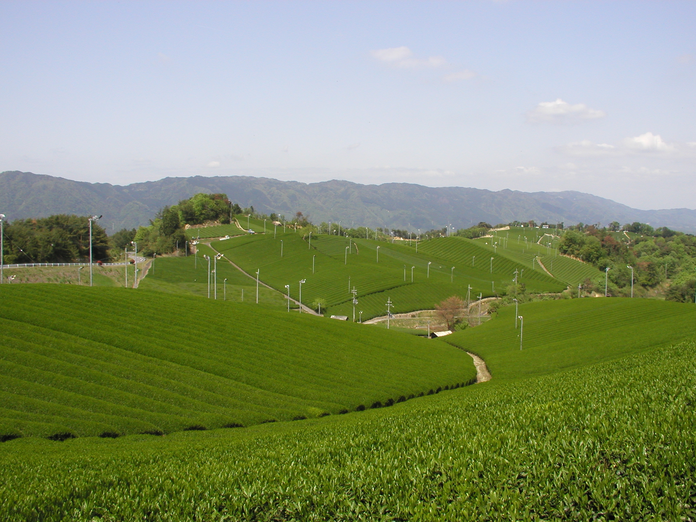 茶園の写真