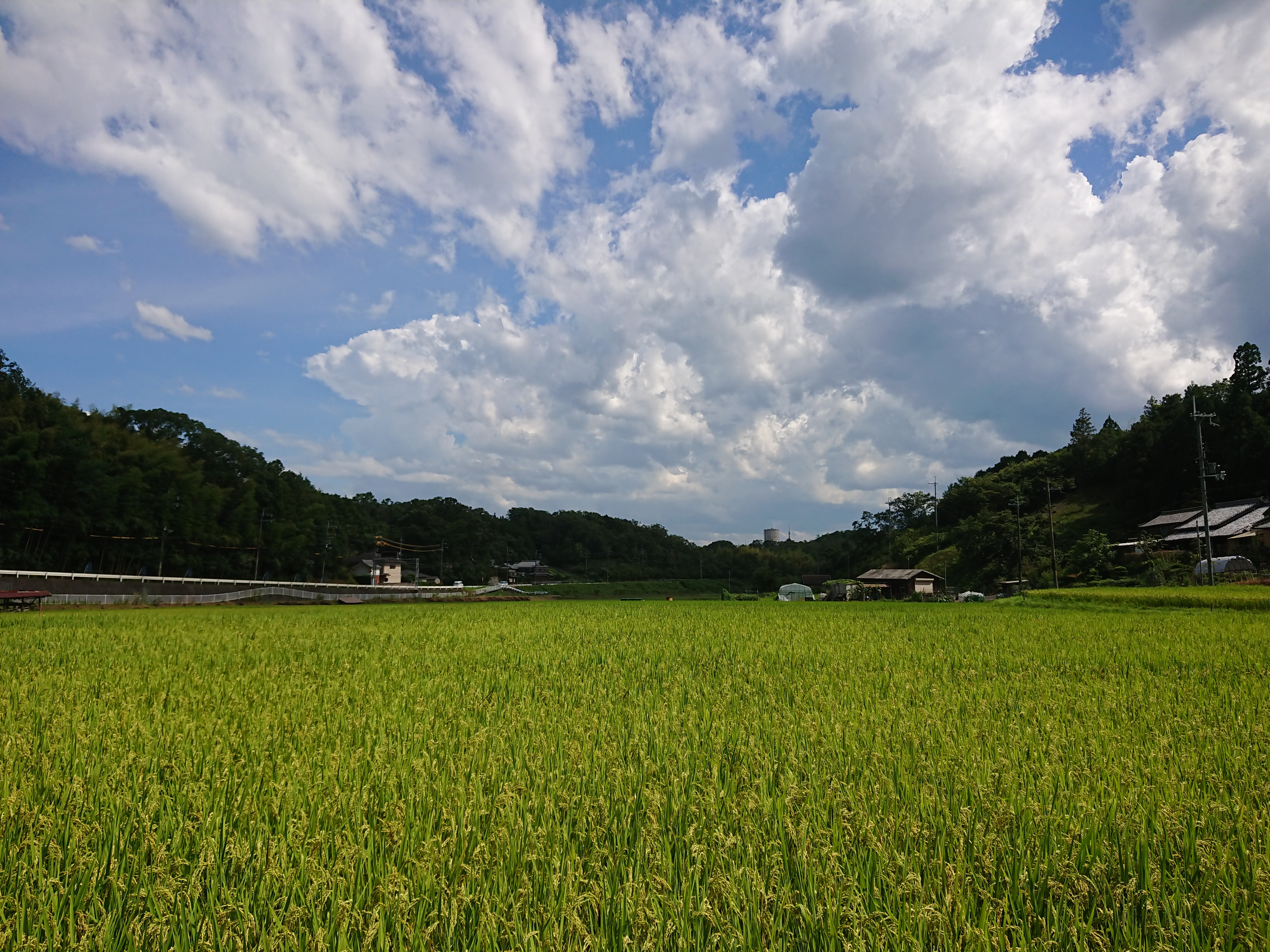 田園風景（押原区）1