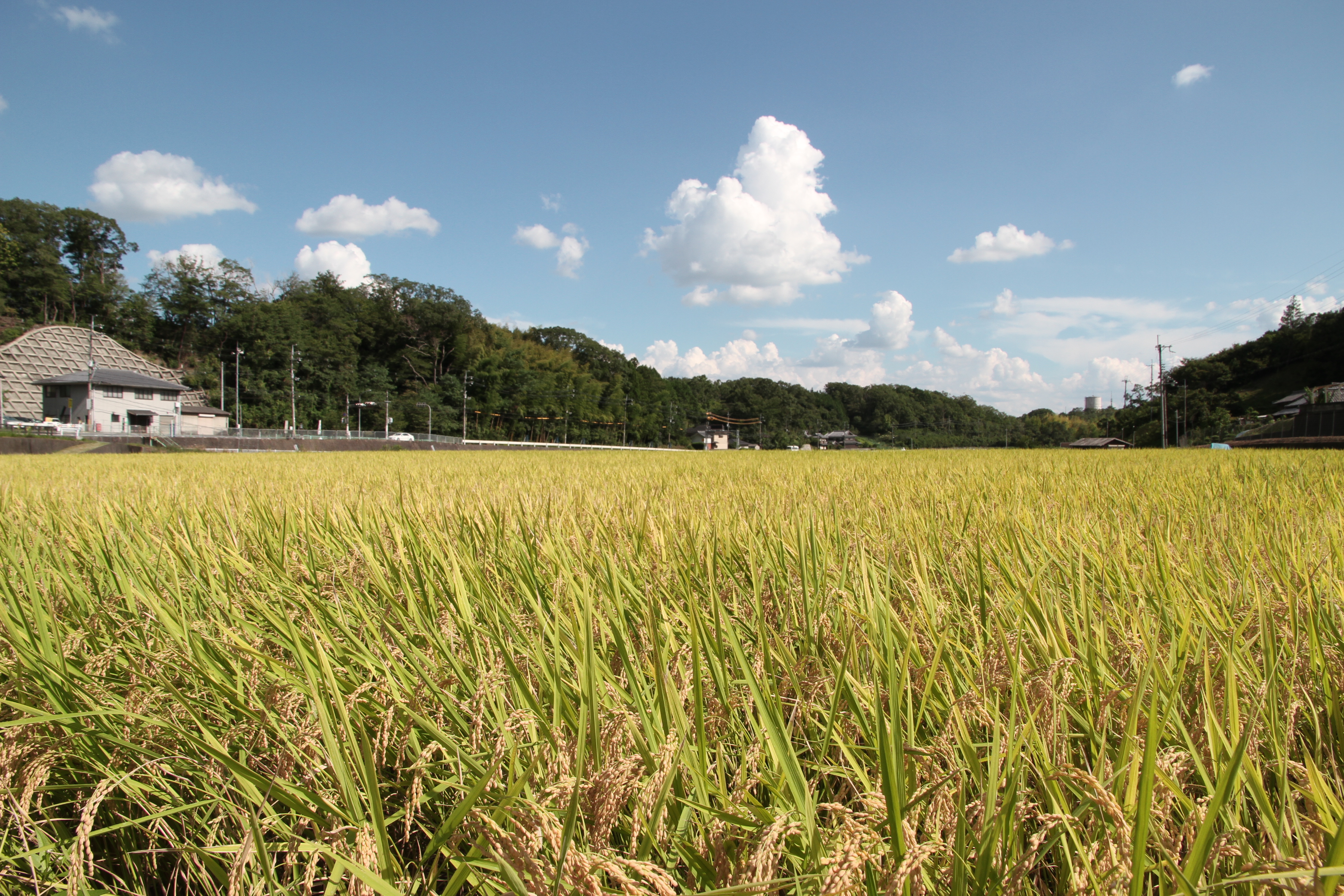 田園風景（押原区）2